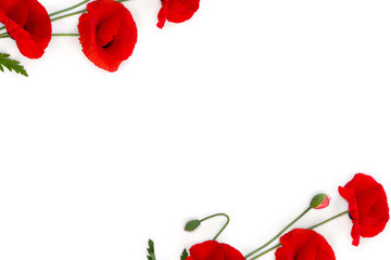 Frame of flowers red poppies ( corn poppy, corn rose, field poppy ) on a white background with space for text. Top view, flat lay
