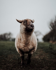 Naklejka premium Wild Sheep