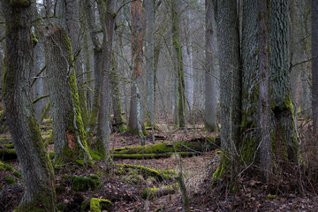 Landscape with fallen tree trunks covered with moss in the forest.