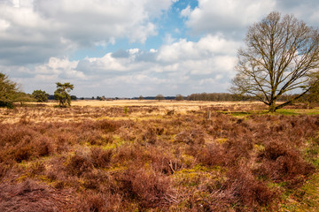 Heather landscape in early spring in the province of Drenthe in the Holtingerveld, a beautiful nature reserve near Havelte