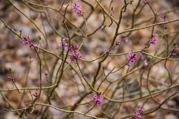 Sign of spring. Blooming Daphne mezereumshrub.