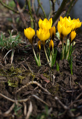 Little first spring flowers in the open air