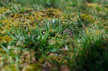 Little first spring flowers of snowdrops bloom outdoors in the spring