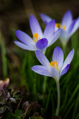 Little first spring flowers in the open air