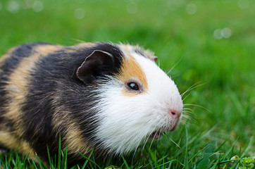 Grazing guinea pig on grass on a beautiful sunny spring day