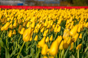 field of yellow tulips