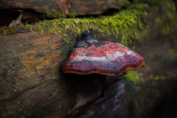 Tree trunk with  the bub growing on it.