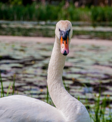 Fototapeta premium portrait of a swan