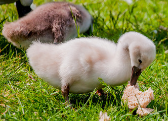 Swan chicks