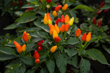 fresh ornamental pepper on tree