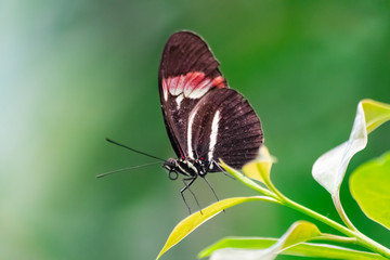 Heliconius melpomene butterfly, the postman butterfly, common postman or simply postman