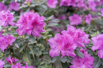 azalea blossom, violet, radiant color. Flowering purple azaleas in the winter garden. Horizontal closeup image of Rhododendron. Season of flowering azaleas