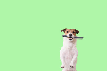 Dog needs grooming concept with funny shaggy dog holding grooming brush in mouth