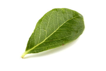 Obraz premium Blueberry and leaf