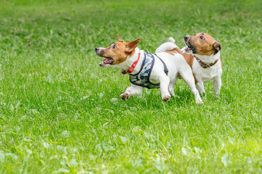 Two Dogs Playing With Energy And Socializing In Daycare For Pets