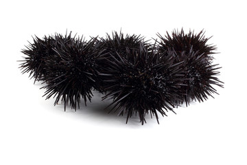 Black sea urchins