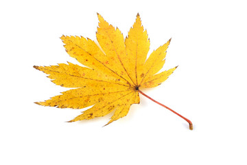 Autumn maple leaf