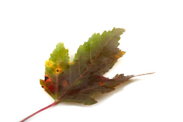 Autumn maple leaf. Amur maple, acer ginnala