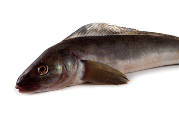Greenling fish