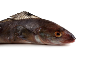 Greenling fish