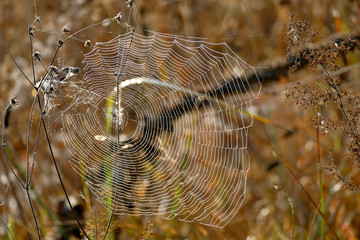 Beautiful spider web photographed at first light in the morning