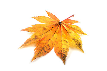 Autumn maple leaf