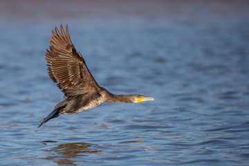 Great black cormorant - Phalacrocorax carbo