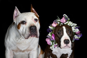 Portrait of an American Staffordshire Terrier wearing a flower wreath on a black background. Funny dog in a flower wreath.