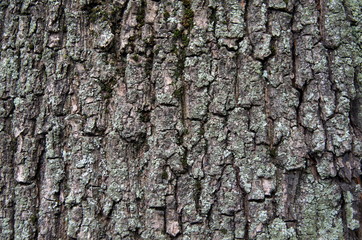 Fototapeta premium dark tree bark