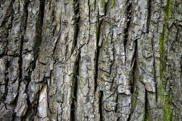 bark