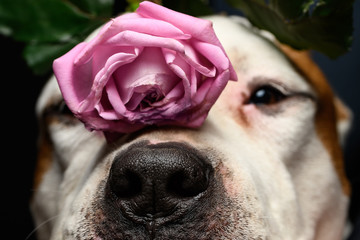 small pink rose flower in a hand up close with dog sniffing
