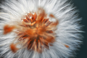 flower dandelion close-up selective focus, macro photography