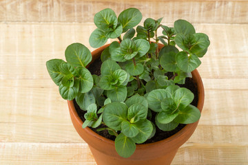 Plant pot with fresh green Orange Mint