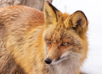 Closeup portrait of a fluffy red fox in winter fur among a snowy forest.