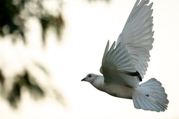 White pigeon bird flying in the sky.