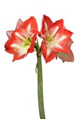  Large red and white star amaryllis  flowers