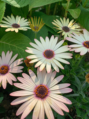 Beautiful yellow flower with a green background - African Daisy - Osteospermum Soprano