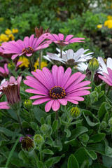 Beautiful pink flower with a green background - African Daisy - Osteospermum Soprano