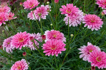 Beautiful pink flower with a green background - Daisy Pink Bellis Perennis Super Enorma