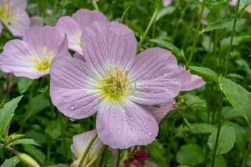 Beautiful pink flower with a green background - evening primrose