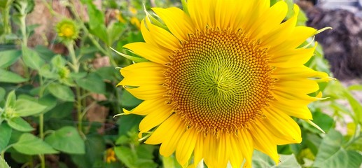 Obraz premium sunflower in fieldSunflowers in bright yellow with pollen inside are clearly visible.