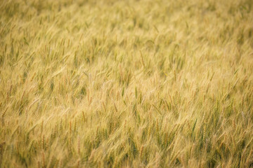 Gold grain ready for harvest in a farm field.