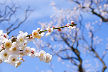 梅の花と青空