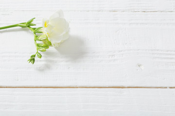 freesia flowers on white wooden background