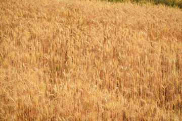 Gold grain ready for harvest in a farm field.