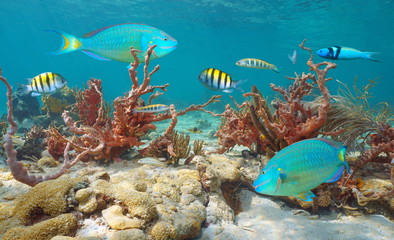 Fototapeta na wymiar Colorful marine life, tropical fishes and sponges underwater in Caribbean sea