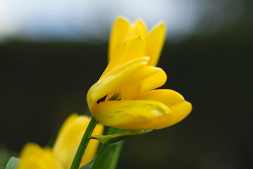 Schöne und Blühende Tulpe in der Natur