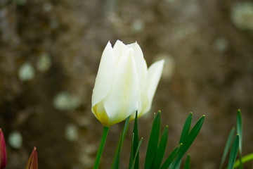Schöne und Blühende Tulpe in der Natur
