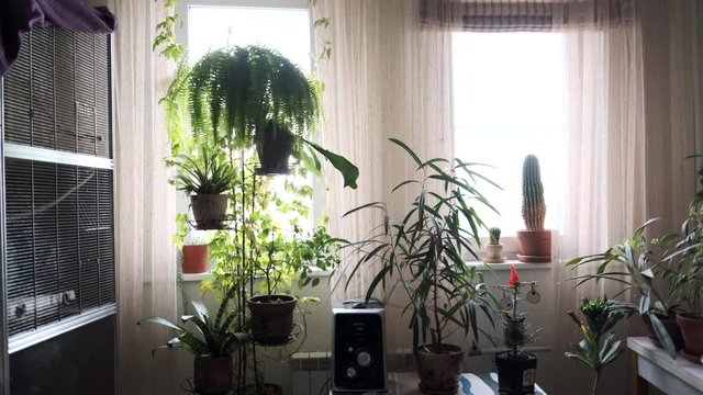 Bohemian trendy eclectic interior, scandinavian or cabin lodge style. With many green plants and a piano. Looks like a greenery or barn with barn-wood. Nature inside a living room.