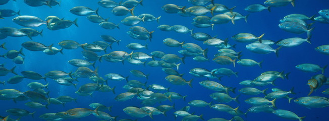 Fototapeta na wymiar School of fish underwater in Mediterranean sea, Sarpa salpa, France